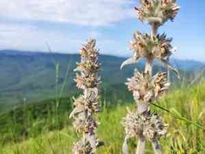 Cretan hedgenettle(Stachys cretica)