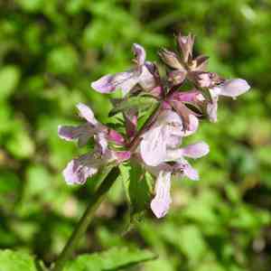 Florida hedgenettle(Stachys floridana)