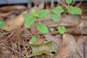 Florida hedgenettle(Stachys floridana)