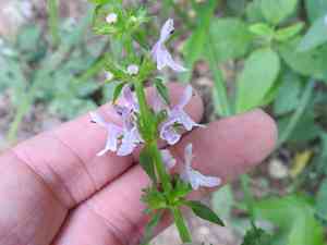 Florida hedgenettle(Stachys floridana)