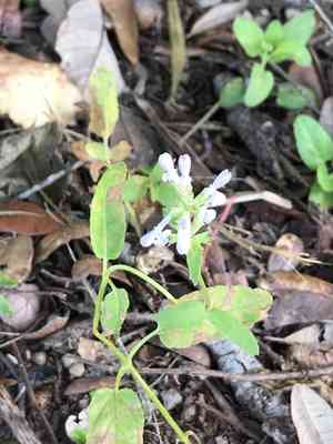 Florida hedgenettle(Stachys floridana)