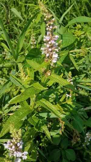 Marsh hedge nettle(Stachys hispida)