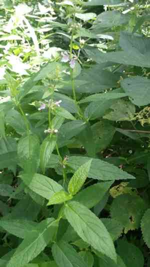 Marsh hedge nettle(Stachys hispida)