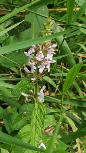 Marsh hedge nettle(Stachys hispida)