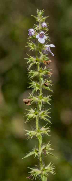 Marsh hedge nettle(Stachys hispida)