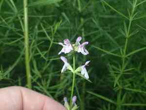 Hyssopleaf hedgenettle(Stachys hyssopifolia)