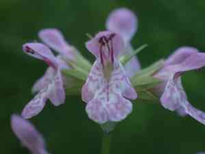 Hyssopleaf hedgenettle(Stachys hyssopifolia)