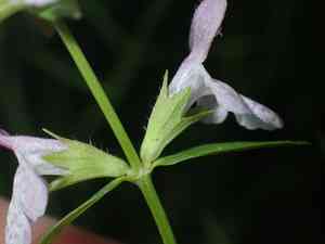 Hyssopleaf hedgenettle(Stachys hyssopifolia)