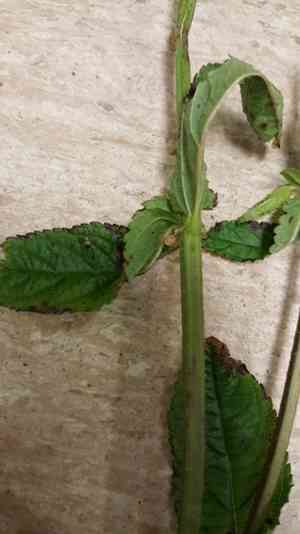 Marsh woundwort(Stachys palustris)
