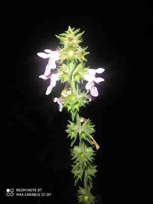 Marsh woundwort(Stachys palustris)