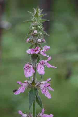 Marsh woundwort(Stachys palustris)