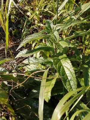Marsh woundwort(Stachys palustris)