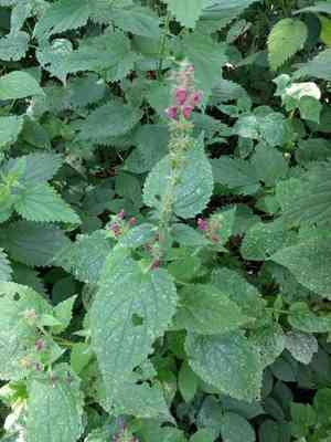 Hedge woundwort(Stachys sylvatica)