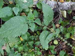 Hedge woundwort(Stachys sylvatica)