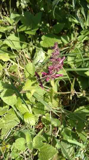 Hedge woundwort(Stachys sylvatica)