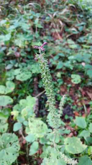 Hedge woundwort(Stachys sylvatica)