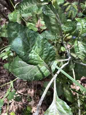 Blue porterweed(Stachytarpheta jamaicensis)