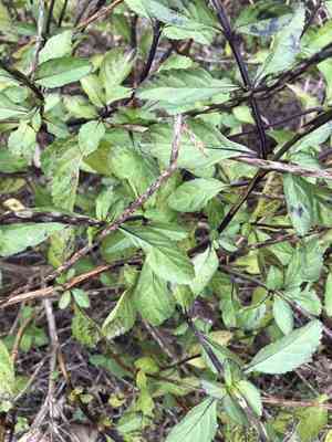 Blue porterweed(Stachytarpheta jamaicensis)