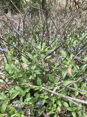 Blue porterweed(Stachytarpheta jamaicensis)