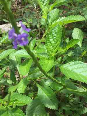 Blue porterweed(Stachytarpheta jamaicensis)