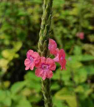 Changeable velvetberry(Stachytarpheta mutabilis)