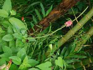 Changeable velvetberry(Stachytarpheta mutabilis)