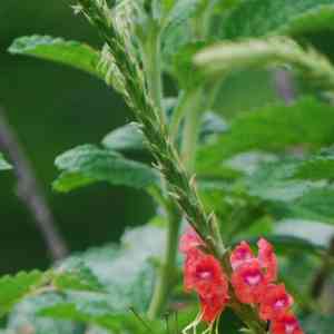 Changeable velvetberry(Stachytarpheta mutabilis)
