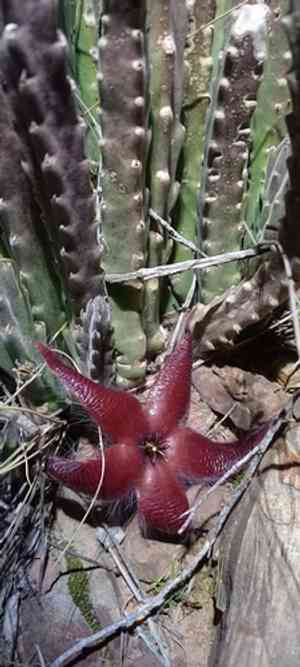 Stapelia hirsuta(Stapelia hirsuta)