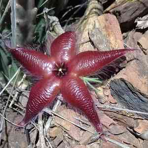 Stapelia hirsuta(Stapelia hirsuta)