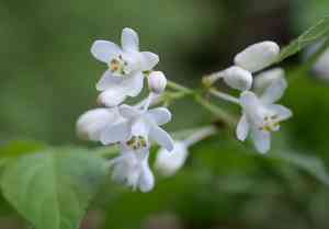 Bumald bladdernut(Staphylea bumalda)