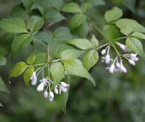 Bumald bladdernut(Staphylea bumalda)
