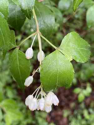 Bumald bladdernut(Staphylea bumalda)