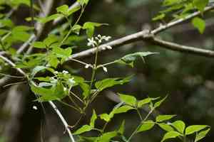 Bumald bladdernut(Staphylea bumalda)