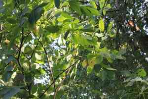 Common bladdernut(Staphylea pinnata)