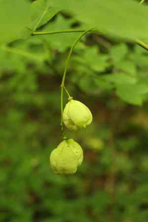 Common bladdernut(Staphylea pinnata)