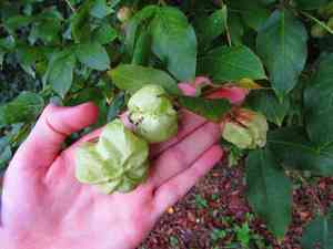 Common bladdernut(Staphylea pinnata)