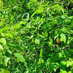 Bladdernuts (Staphylea)(Staphylea)