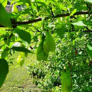 Bladdernuts (Staphylea)(Staphylea)