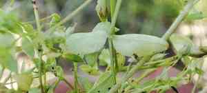 Fleshy starwort(Stellaria crassifolia)