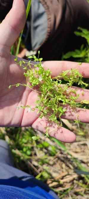 Fleshy starwort(Stellaria crassifolia)