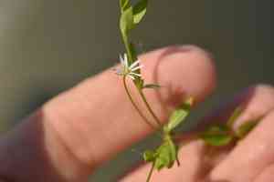 Fleshy starwort(Stellaria crassifolia)