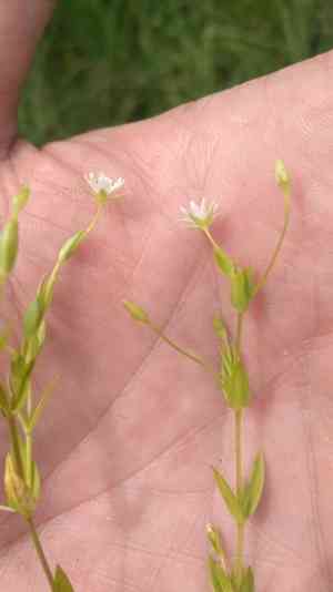 Fleshy starwort(Stellaria crassifolia)