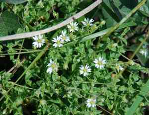 Stellaria dichotoma(Stellaria dichotoma)
