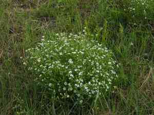 Stellaria dichotoma(Stellaria dichotoma)