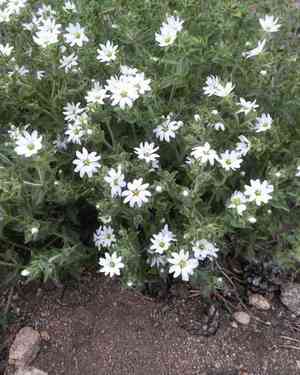 Stellaria dichotoma(Stellaria dichotoma)