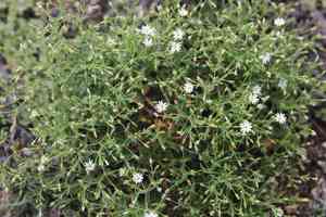 Stellaria dichotoma(Stellaria dichotoma)
