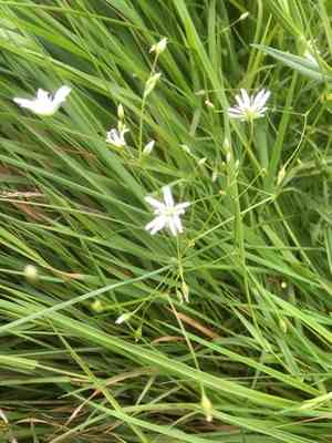 Grass-like starwort(Stellaria graminea)