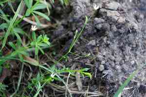 Grass-like starwort(Stellaria graminea)
