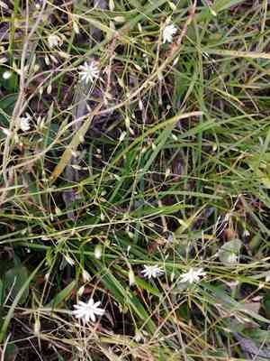 Grass-like starwort(Stellaria graminea)