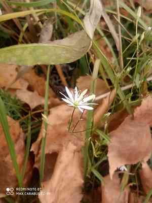 Grass-like starwort(Stellaria graminea)